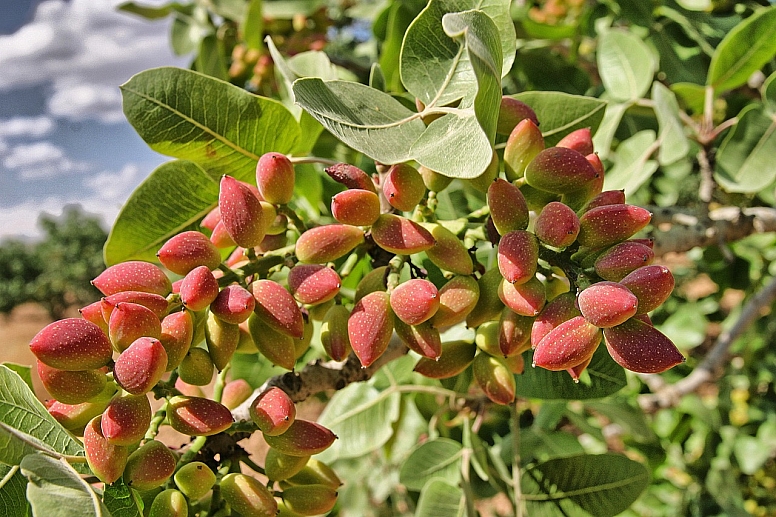 pistachio farming