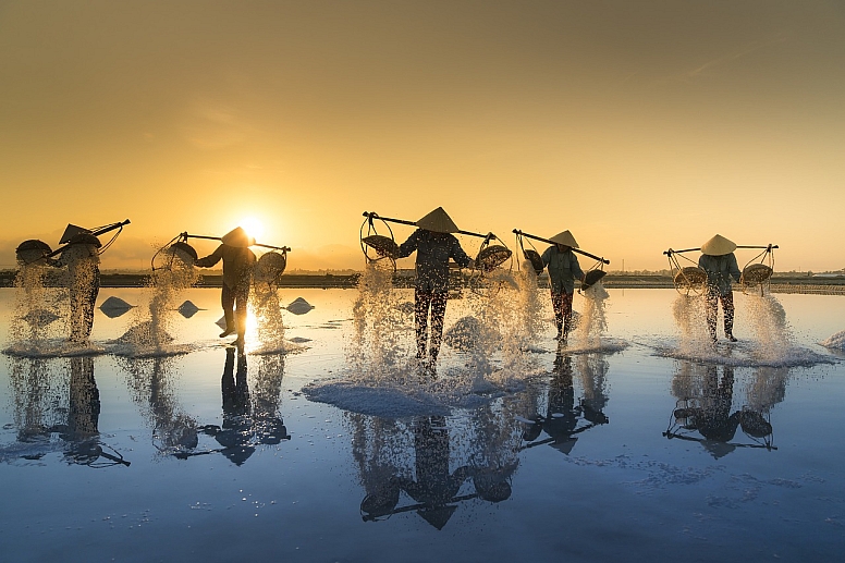 salt harvesting